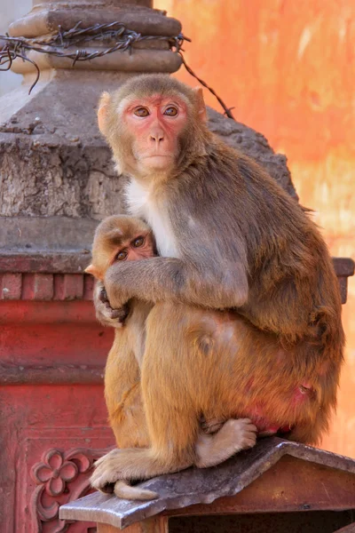 Makak rhesus s dítětem na střeše v Jaipur, Rajastha — Stock fotografie