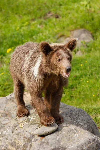 Young Grizzly medvěd hnědý (Ursus arctos) — Stock fotografie