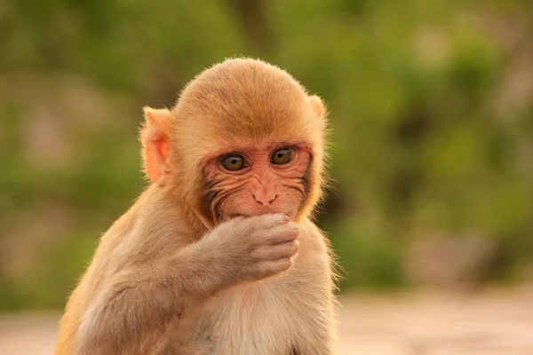 Retrato de Rhesus macaque comer — Fotografia de Stock