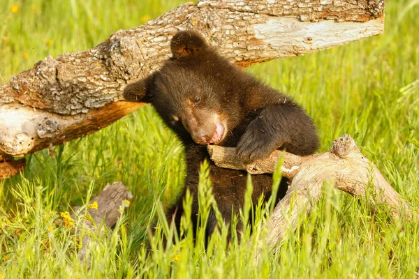 Baby американського гімалайський ведмідь — стокове фото