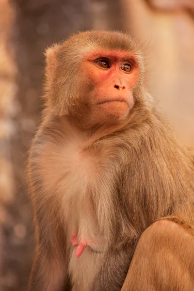 Rhesus macaque sentado perto de Galta Temple em Jaipur, Rajasthan, I — Fotografia de Stock
