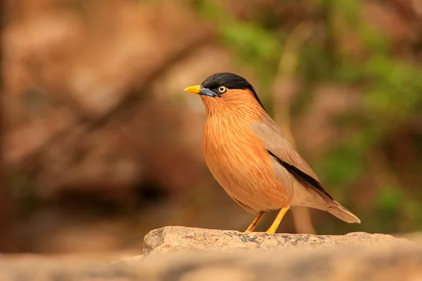 Brahminy Myna (Sturnia pagodarum) — Stok fotoğraf