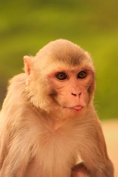 Portrait de Rhesus macaque (Macaca mulatta) — Photo