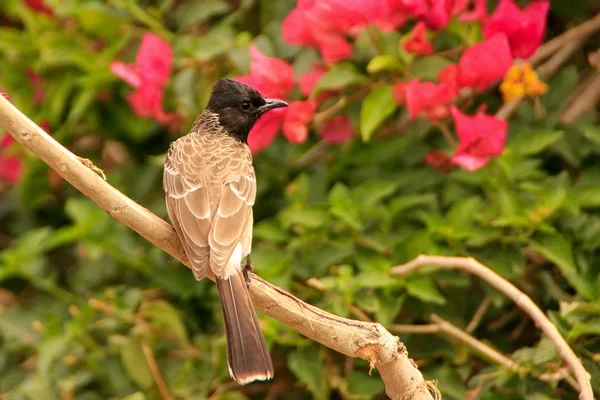 Bulbul de ventilação vermelha (Pycnonotus cafer ) — Fotografia de Stock