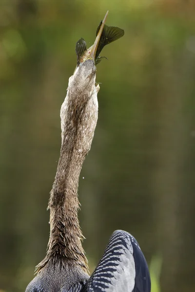 Anhinga eating fish — Stock Photo, Image