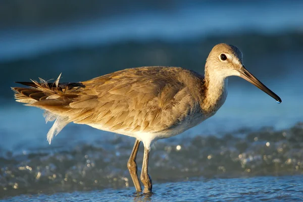 Willet (Tringa semipalmata) — Stockfoto