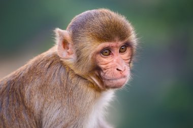 Rhesus Makakka Portresi (Macaca Mulatta)