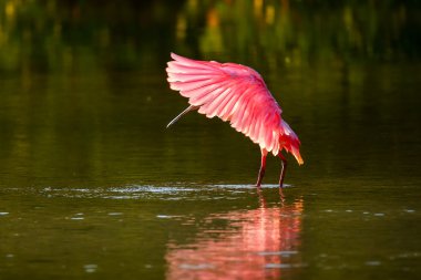 pembe kaşıkçı (platalea ajaja)