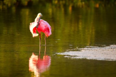 pembe kaşıkçı (platalea ajaja)