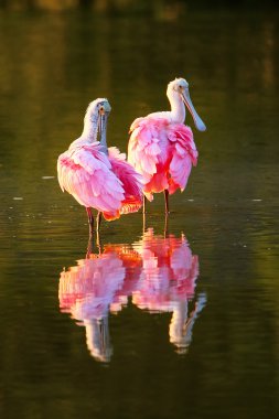 Pembe Spoonbills (Platalea ajaja)