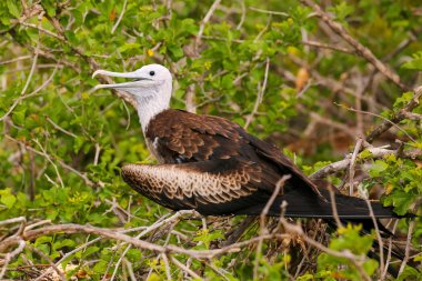 Bebek muhteşem Kuzey Seymour bir ağaçta oturup..... Frigatebird 