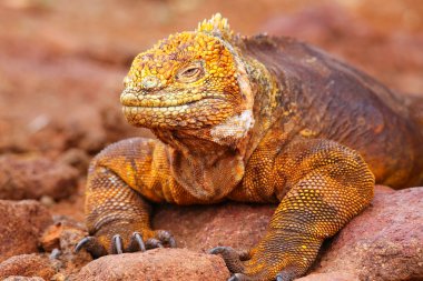 Galapagos arazi Iguana Adası Kuzey Seymour Galapagos Nationa