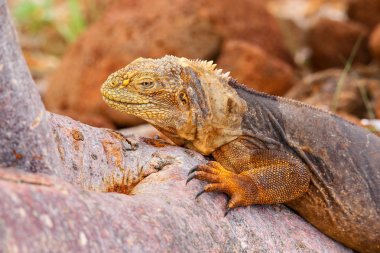 Galapagos arazi Kuzey Seymour Isl bir ağaç gövdesinde yatan Iguana