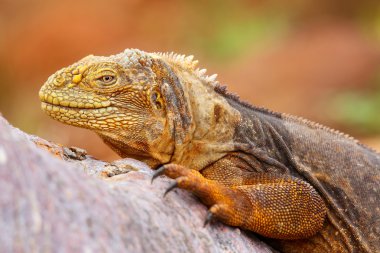 Galapagos arazi Kuzey Seymour Isl bir ağaç gövdesinde yatan Iguana