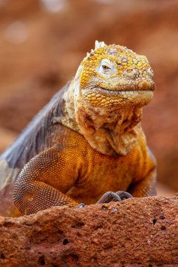 Galapagos arazi Iguana Adası Kuzey Seymour Galapagos Nationa