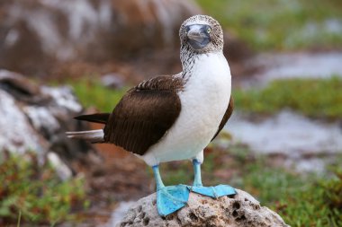 Mavi paçalı sümsük Kuzey Seymour adada Galapagos Ulusal Pa