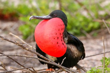 Kuzey se şişirilmiş dikdörtgen sac ile erkek muhteşem Frigatebird