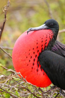 Male Magnificent Frigatebird with inflated gular sac on North Se clipart