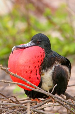 Kuzey se şişirilmiş dikdörtgen sac ile erkek muhteşem Frigatebird