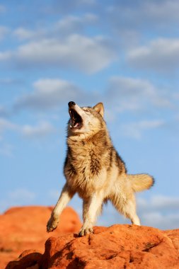 Gri Kurt (Canis lupus)