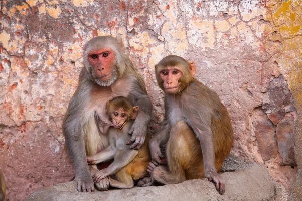 Family of Rhesus macaques sitting in Jaipur, Rajasthan, India — Stock Photo, Image