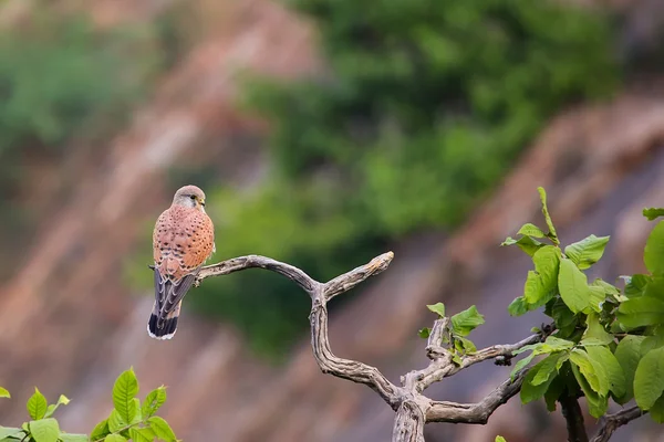 Kestrel comum sentado em uma árvore . — Fotografia de Stock
