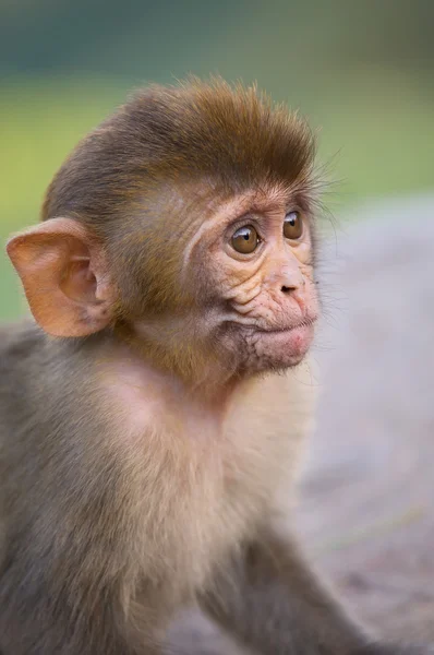 Portrét Rhesus macaque (Macaca mulatta) — Stock fotografie