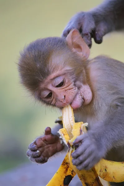 Joven Rhesus macaco comiendo plátano —  Fotos de Stock