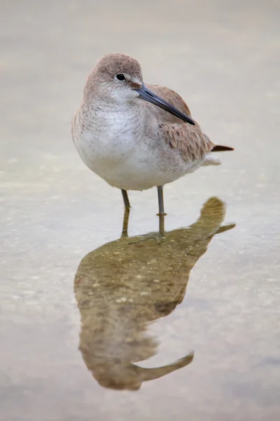 Willet (Tringa semipalmata) — Stockfoto