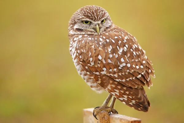 Burrowing Owl sitting on a pole — Stock Photo, Image