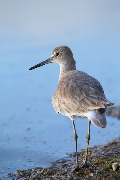 Willet (Tringa semipalmata) ) — Photo