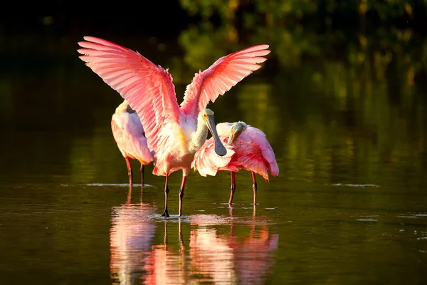 Roseate spoonbill (Platalea ajaja) — Stock Photo, Image