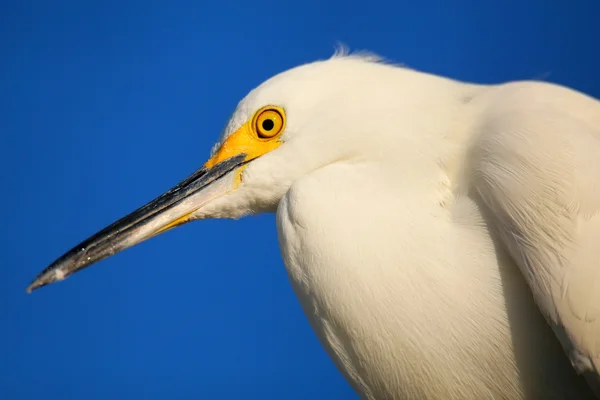 Retrato de egret nevado — Fotografia de Stock