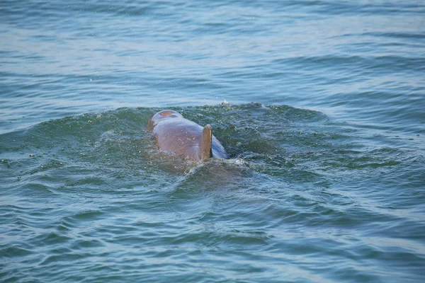 Ρινοδέλφινο δείχνει ραχιαίο πτερύγιο — Φωτογραφία Αρχείου