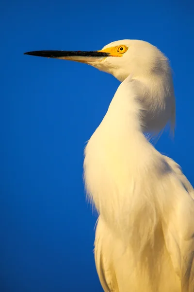 Portret van Snowy Egret — Stockfoto