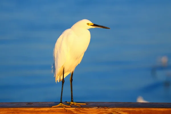 Egret nevado (egretta thula) — Fotografia de Stock