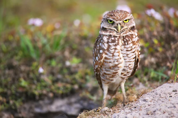 Burrowing Owl standing on the ground — Stock Photo, Image