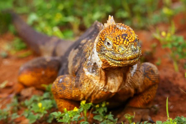 Galapagos föld Iguana Észak Seymour szigeten, Galapagos-Nationa — Stock Fotó