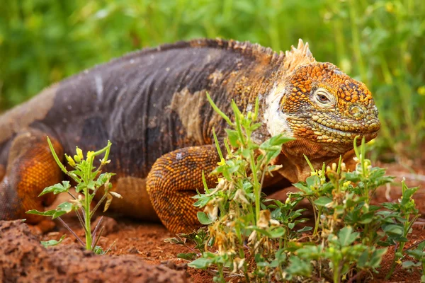 Galapagos arazi Iguana Adası Kuzey Seymour Galapagos Nationa — Stok fotoğraf