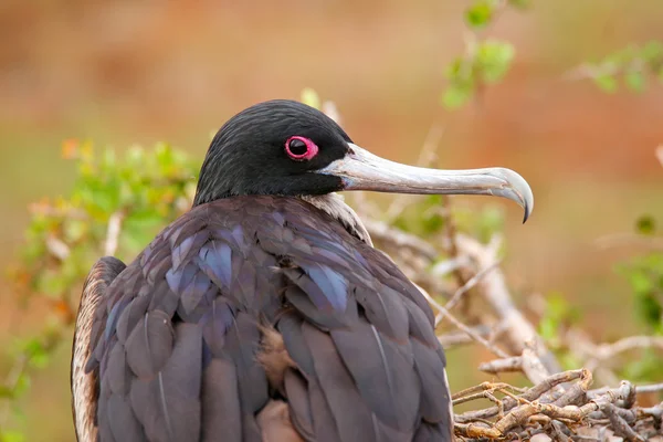 Mujer Magnificent Frigatebird on North Seymour Island, Galapago — Foto de Stock