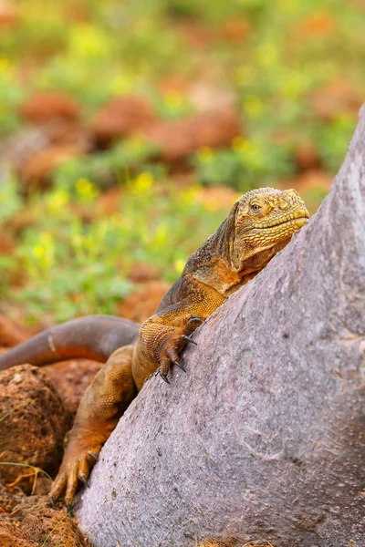 Galapágy země Iguana ležící na kmen stromu na severní Seymour isl — Stock fotografie