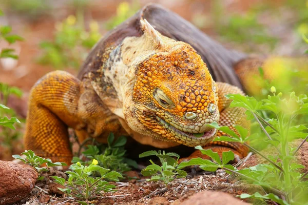 Galapagos Land Iguana sur l'île de Seymour Nord, Galapagos Nationa — Photo