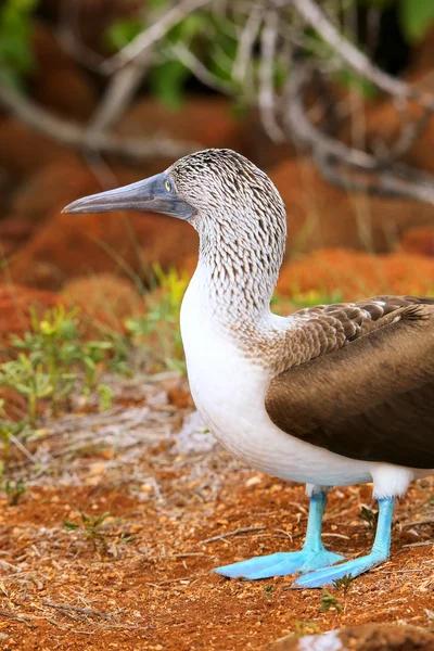 Blue-footed Booby on North Seymour Island, Galapagos National Pa — Stock Photo, Image