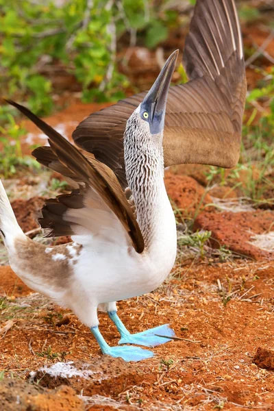 男蓝脚鲣鸟北西摩岛，拉上显示 — 图库照片