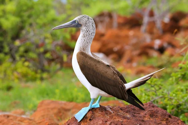 Niebieski pieszy tępak na północnej wyspie Seymour, Narodowy Galapagos Pa — Zdjęcie stockowe