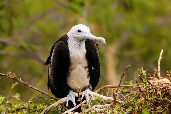 Baby Magnificent Frigatebird sitting on a tree on North Seymour — Stock Photo, Image