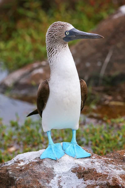 Booby dai piedi blu sull'isola di North Seymour, Galapagos National Pa — Foto Stock