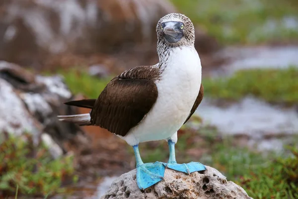 Blaufußtölpel auf Nordseymour-Insel, Galapagos-Nationalpark — Stockfoto