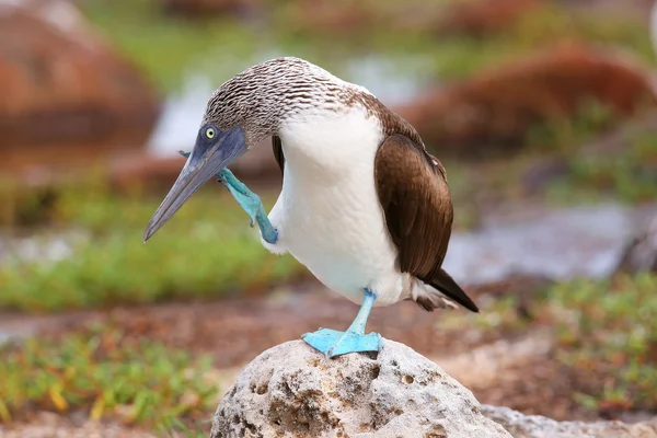 Blue-footed Booby on North Seymour Island, Galapagos National Pa — Stock Photo, Image