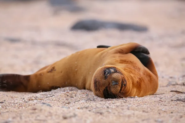 Joven lobo marino de Galápagos acostado en la playa en la Isla Seymour Norte —  Fotos de Stock